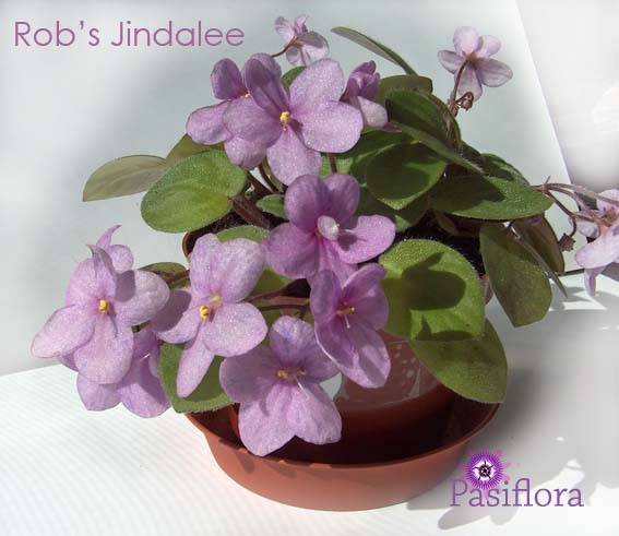  Rob's Jindalee 