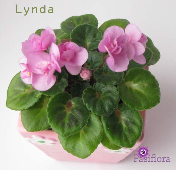  Lynda 