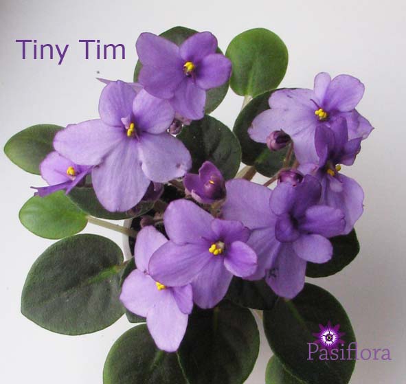  Tiny Tim 