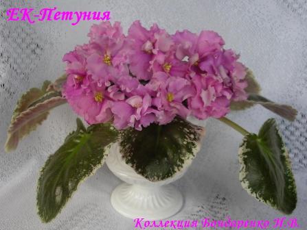 Фиалка Петуния Фото Фиалка Петуния Фото