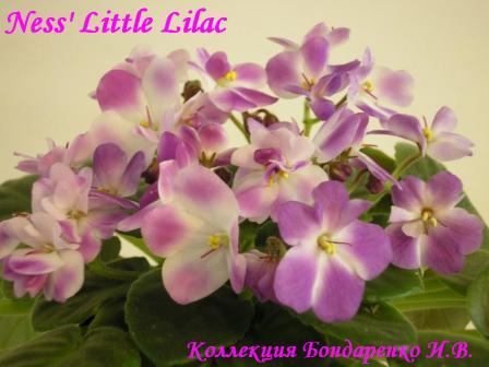  Ness' Little Lilac 