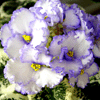  Lavender Swirls