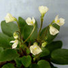 Фиалка Chantaspring