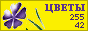 Комнатные растения и цветы