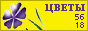 Комнатные растения и цветы
