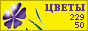 Комнатные растения и цветы