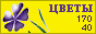 Комнатные растения и цветы