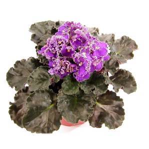 фиалка Optimara Everfloris EverBeautiful