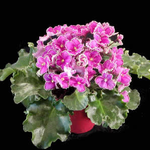 фиалка Optimara Everfloris EverGlory