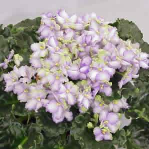 фиалка Optimara Everfloris EverGrace