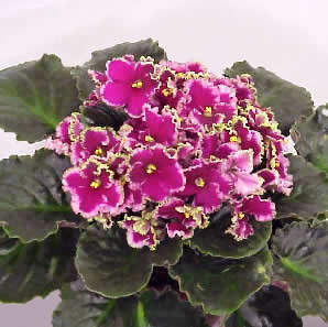 фиалка Optimara Everfloris EverLove