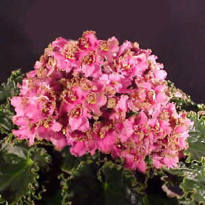 фиалка Optimara Everfloris EverJoice
