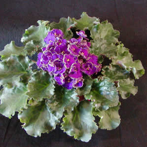фиалка Optimara Everfloris EverSpecial