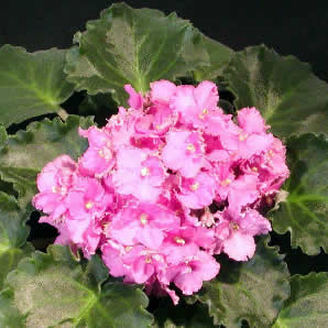 фиалка Optimara Everfloris EverYoung