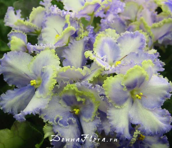  Optimara EverGrace 