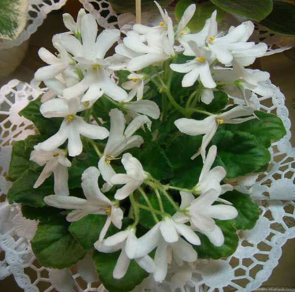  Lunar Lily (White) 