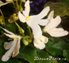 Фиалка Lunar Lily (White)