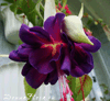 Фуксия Deep Purple