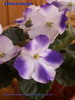 Фиалка Ultra Violet