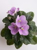 Фиалка Damas
