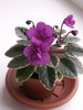 Фиалка Ness' Tiny Flame