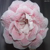 Глоксиния Arletta Beautiful (Прекрасная Арлетта)