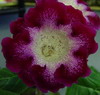 Глоксиния Tigrina Raspberry (Тигрина Малиновая)