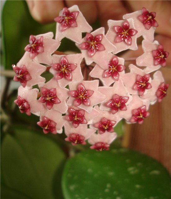  Hoya obovata 