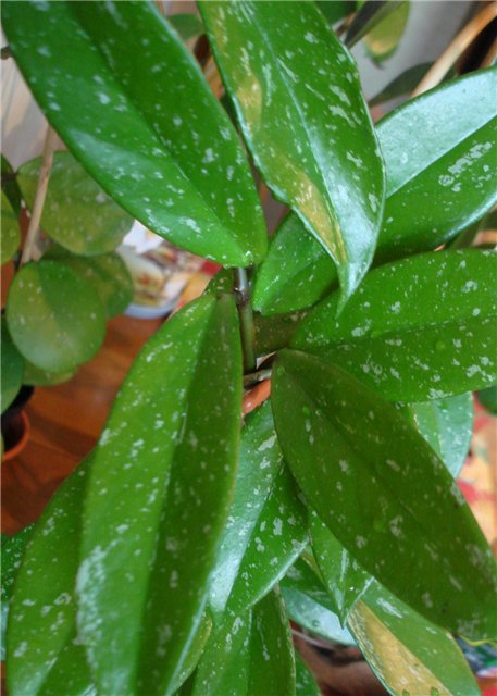  Hoya pubicalux (silver pink) 