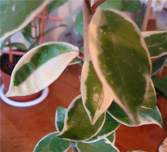  Hoya carnosa variegata 