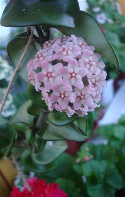  Hoya compacta 