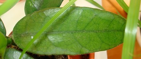  Hoya Globulosa 