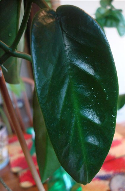  Hoya Onychoides 