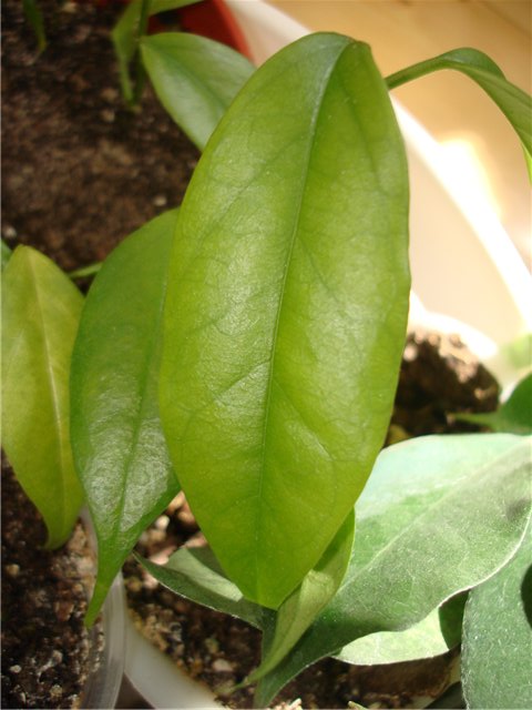  Hoya buotii 