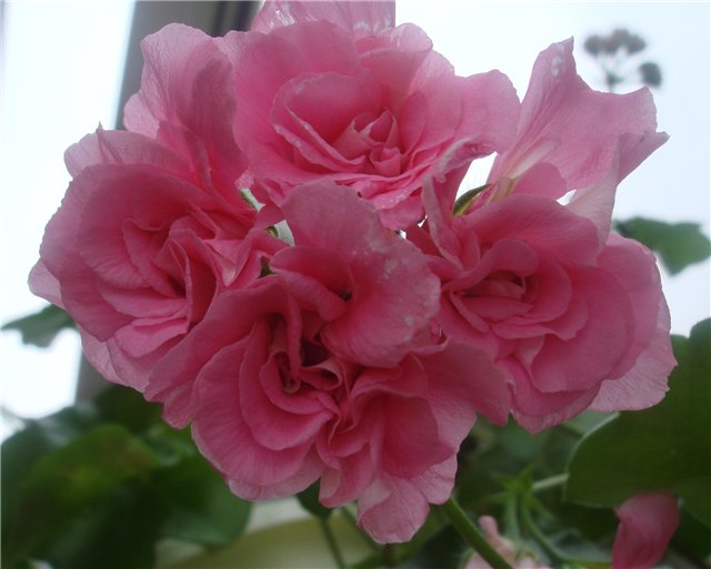  Pink Rosebud 