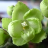 Фиалка Emerald Love