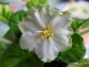 Фиалка Ma's Lily Pad
