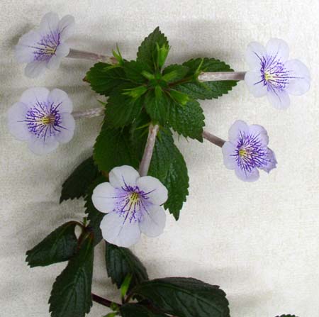  Achimenes Ambroise Vershafelt 