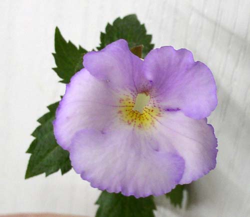  Achimenes Blueberry Ripple 