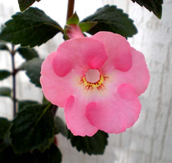  Achimenes Pink Double 