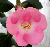  Achimenes Pink Double