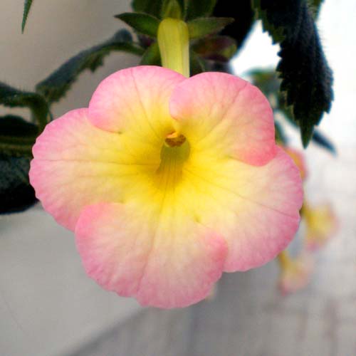  Achimenes Strawberry Lemon 