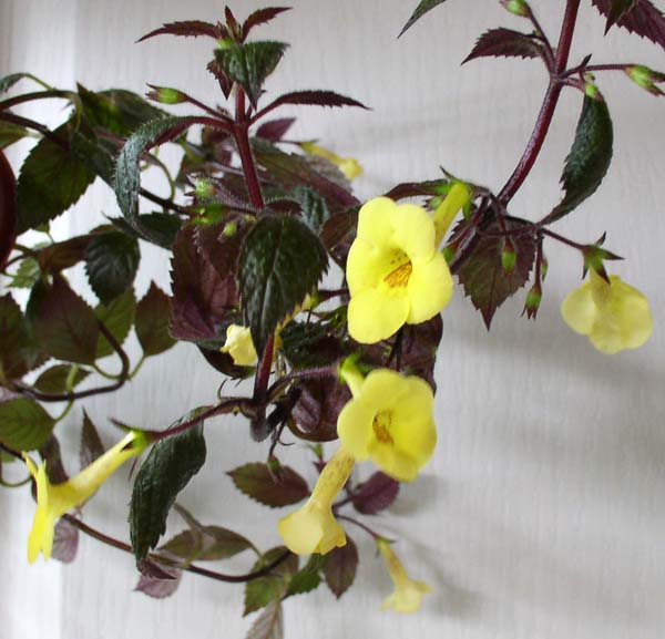  Achimenes Yellow Beauty 