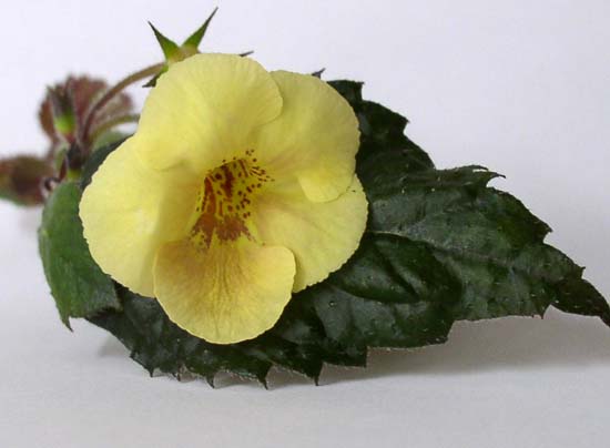  Achimenes Yellow Queen 