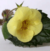  Achimenes Yellow Queen