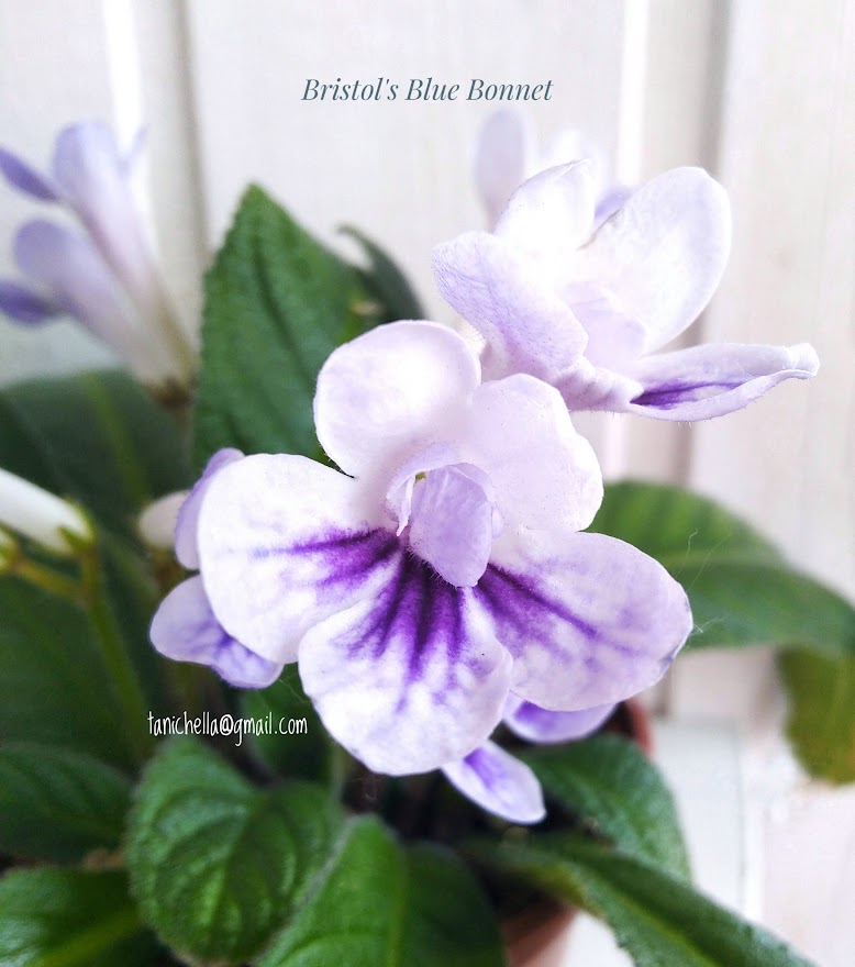  Bristol's Blue Bonnet  (R.Robinson) 