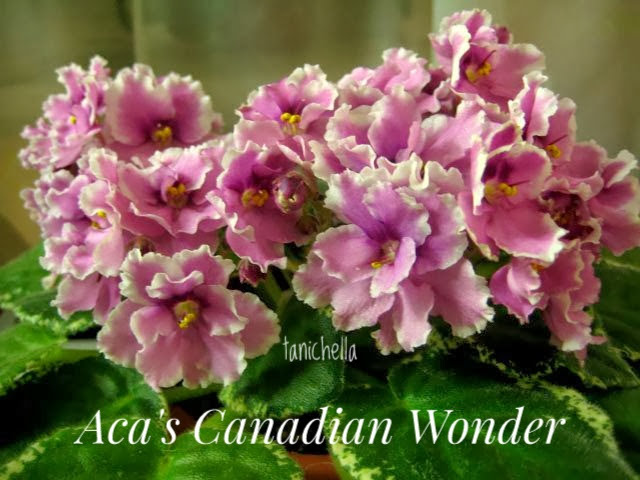  Aca`s Canadian Wonder 