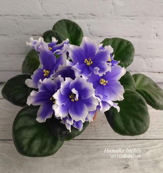 Humako Inches Фиалка Фото Humako Inches Фиалка Фото