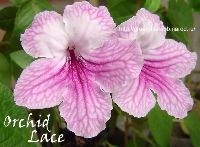  Orchid Lace 