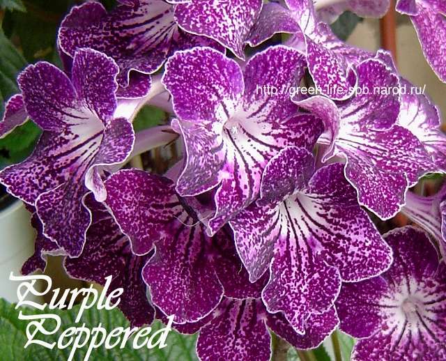  Purple Peppered 